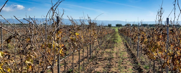 冬のイタリア シチリア ラグーザ地方の田舎のワインヤード