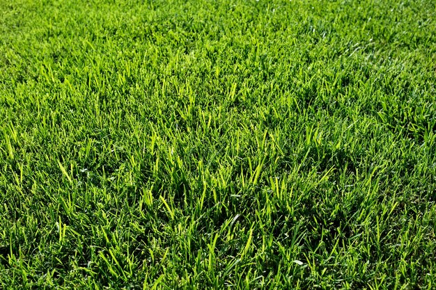 Italy Sicily Ragusa province green grass in a garden