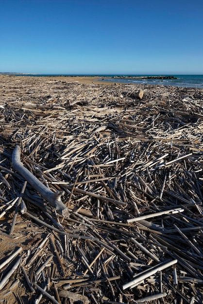 Italy, Sicily, Ragusa Province, Southeastern coast, Mediterranean Sea, boles and canes carried on the beach by the sea waves