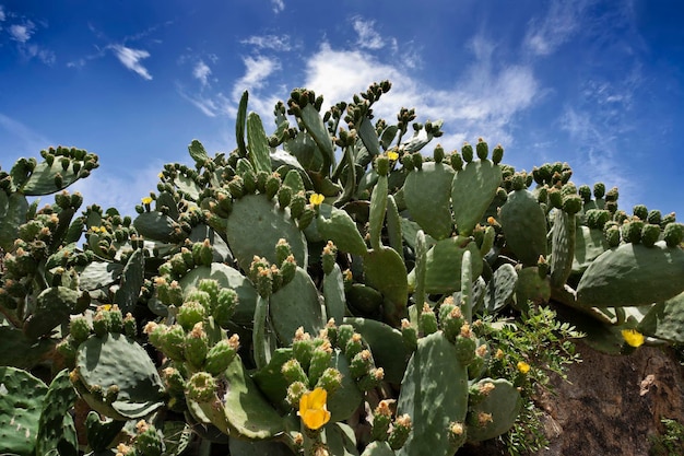 イタリア トスカーナ州 エルバ島 ウチワ サボテン Opuntia phaeacantha