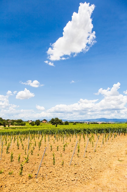 Италия, регион Тоскана, долина Орча. Молодой виноградник в солнечный день
