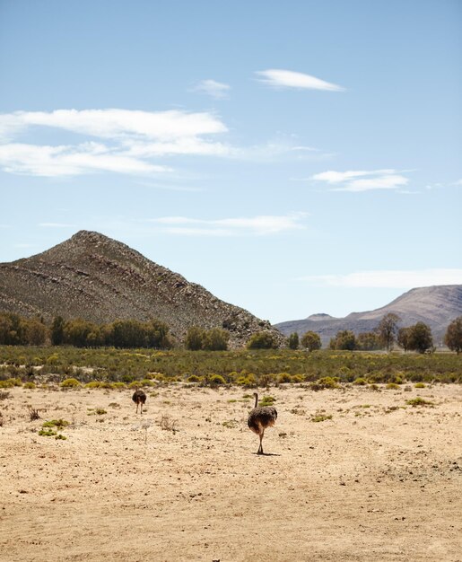 Its not flight that makes you a bird Shot of ostriches on the plains of Africa