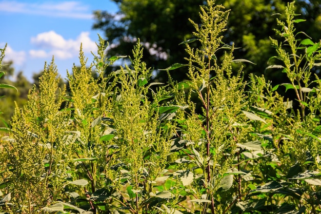 Foto iva xanthiifolia plant cyclachaena xanthiifolia reuzenmoddermoeras