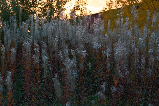 Ivan tea field at sunset