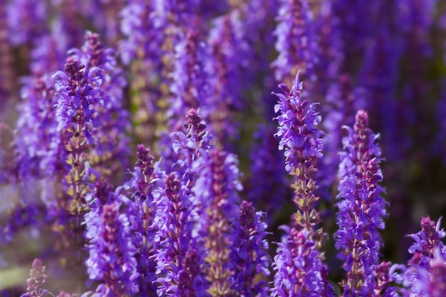 Ivan tea, fireweed, purple flowers, background