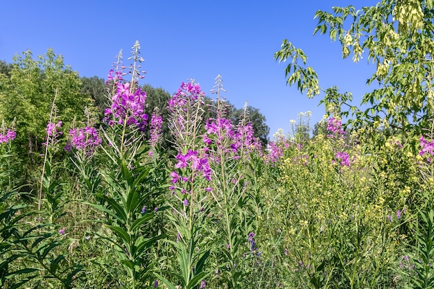 ivan-thee en andere wilde bloemen bloeien in de natuurlijke bloemenachtergrond van de weide