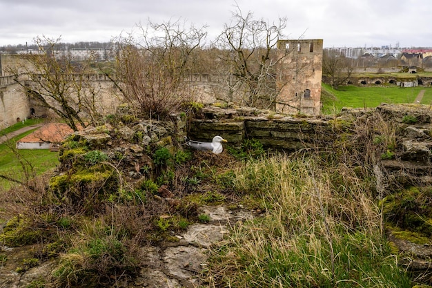 Ivangorod fort Geschiedenis van Rusland Historische plaatsen Fort muur Ivangorod passage langs de top van de fort muur zeemeeuw zit in een nest op eieren