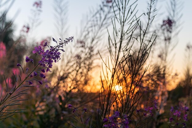 Ivantea bloemen bij zonsondergang