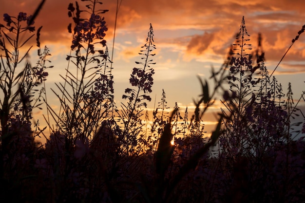 Foto ivantea fiorisce al tramonto all'aperto sullo sfondo di un bel cielo serale