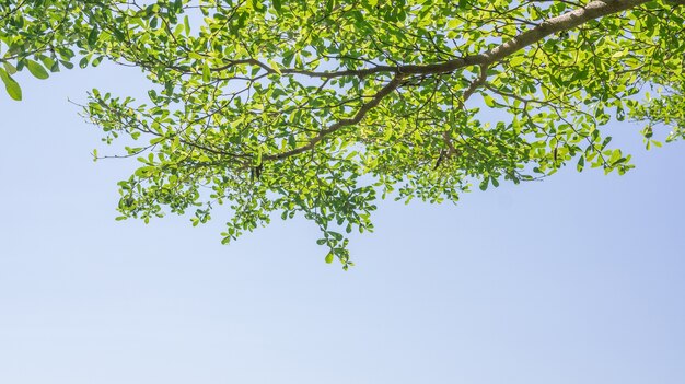 Ivory coast almond tree branches on a sky background.