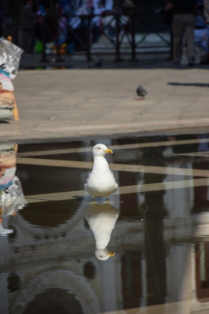 ゾウゲカモメは、足を水につけて旧市街に立っています。彼女の後ろの背景はぼやけています。