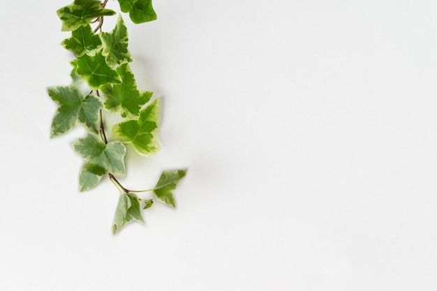 Ivy branch on a white background a copy space