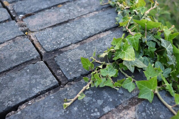 Ivy and brick wall