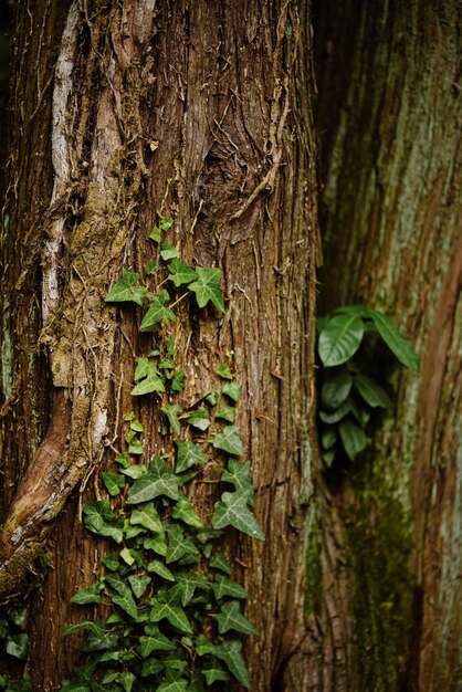 写真 木の幹に緑の葉を生やしたアイビーを登る植物