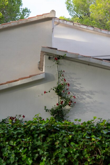 Ivy climbing the wall of a house on the Mediterranean coast