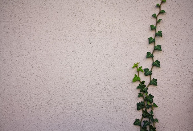 Photo ivy on concrete wall