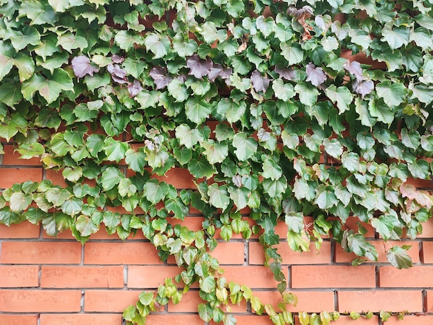 Ivy creeper plant on red brick wall