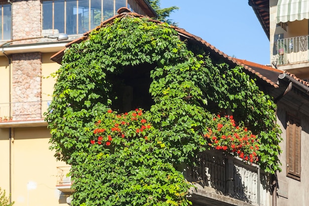 Ivy facade