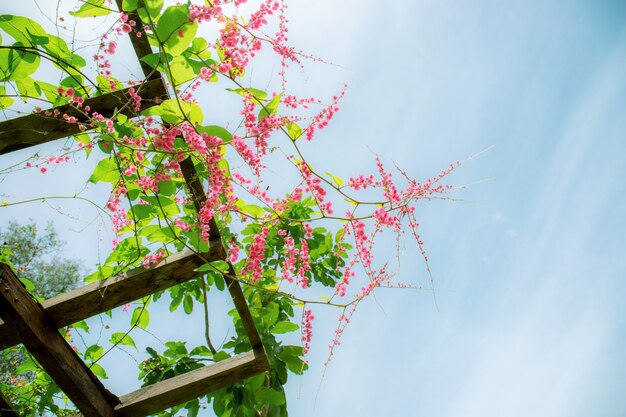 青い空とアイビーの花。