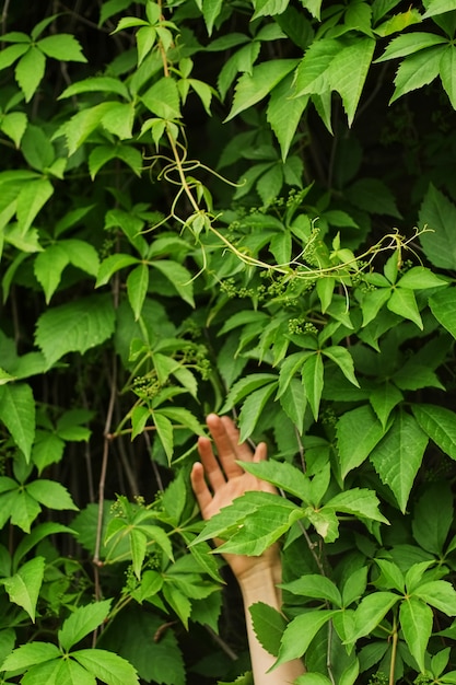 Photo ivy from the garden and hold in the hand of woman