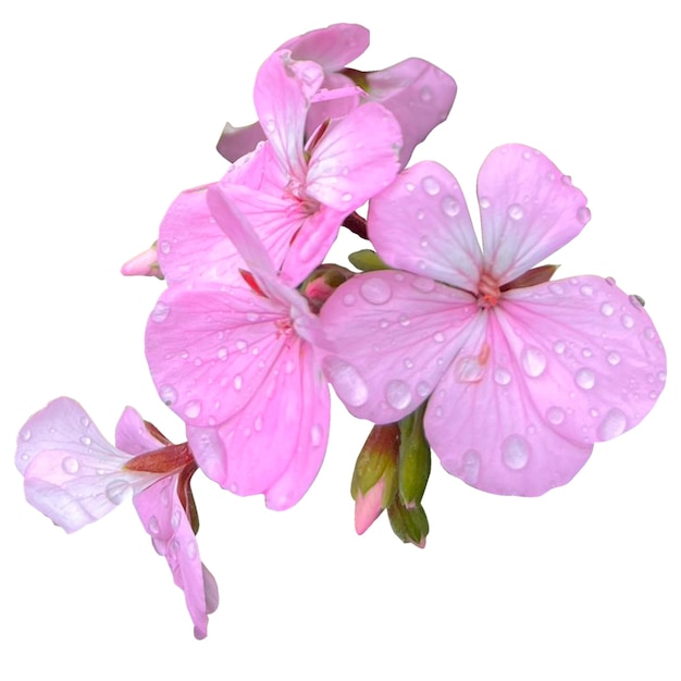 Ivy geranium Plant white background