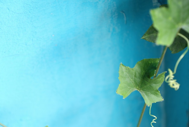 Ivy gourd blue background