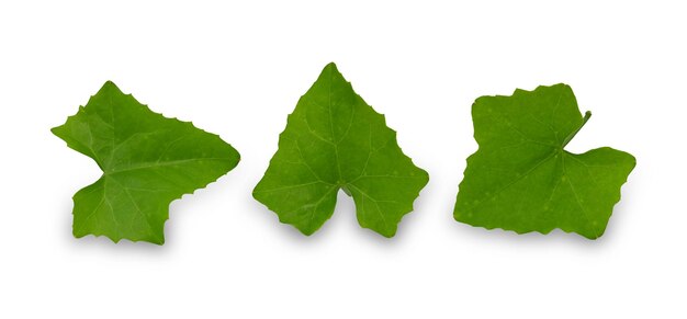 Ivy Gourd leaves isolated on white background