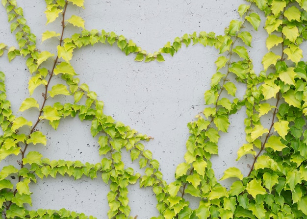 Ivy on a gray background 2