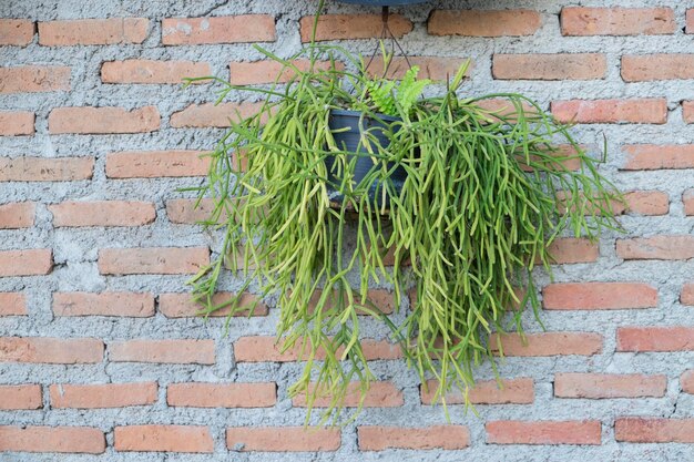 Foto ivy groeit op bakstenen muur.