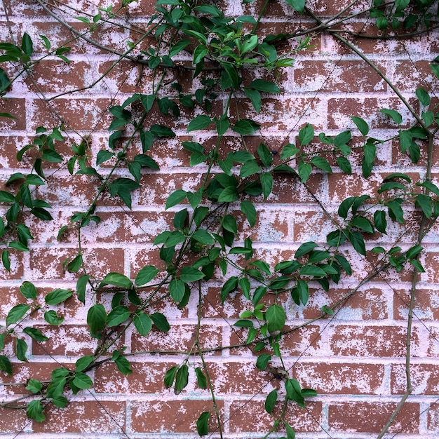 Foto ivy groeit op de muur.