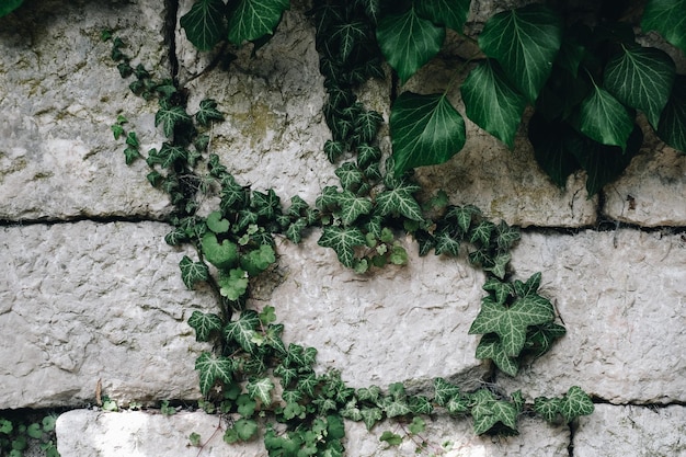 Foto ivy groeit op de muur.