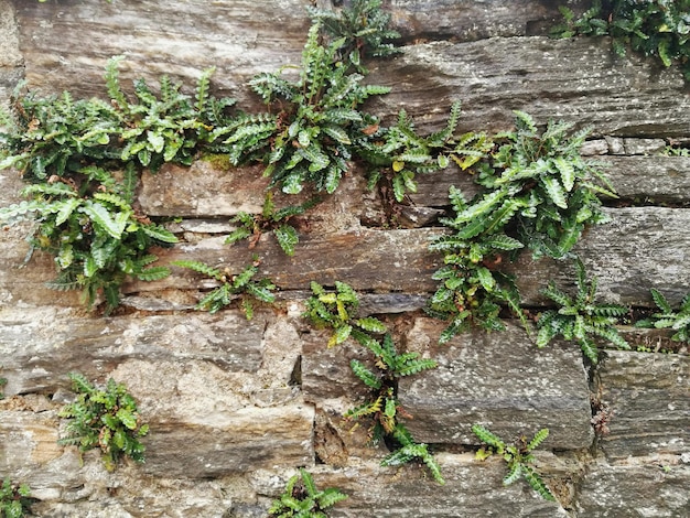 Foto ivy groeit op de stam van de boom