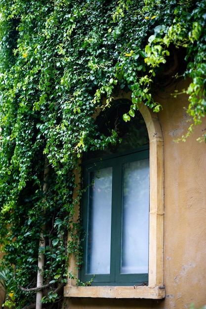 Foto ivy che cresce sul muro dell'edificio