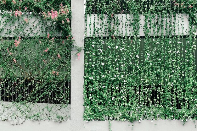 Photo ivy growing on building