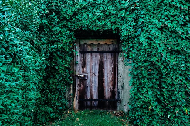 Photo ivy growing on door