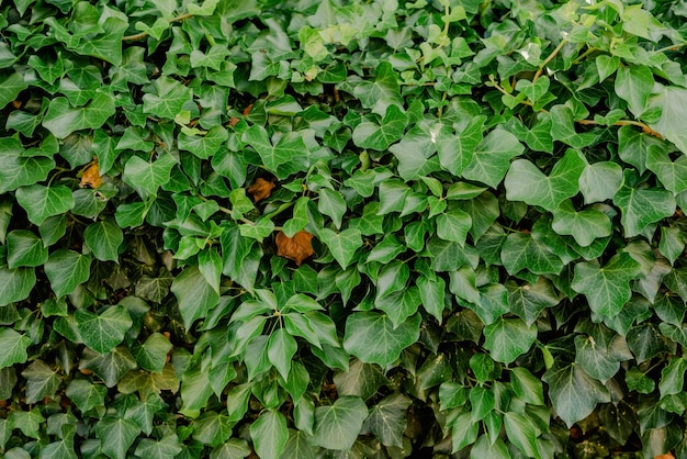 Ivy growing on the fence in summer