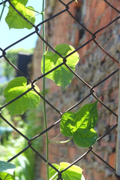 Photo ivy growing through chainlink fence on sunny day