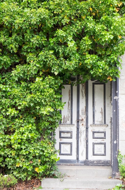 Ivy growing on tree outside building