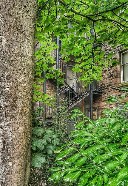 Foto ivy che cresce sul tronco dell'albero