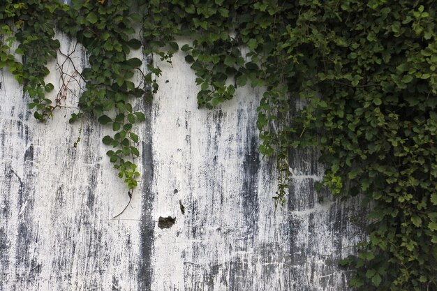 Photo ivy growing on tree trunk