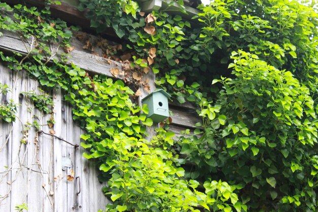 Ivy growing on tree