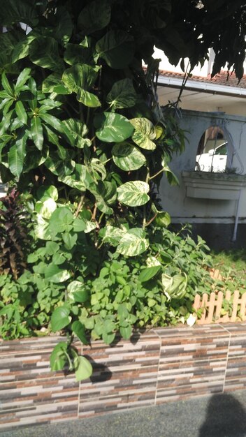 Ivy growing on tree