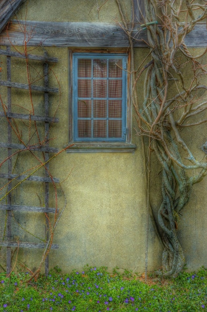 Ivy growing on wall