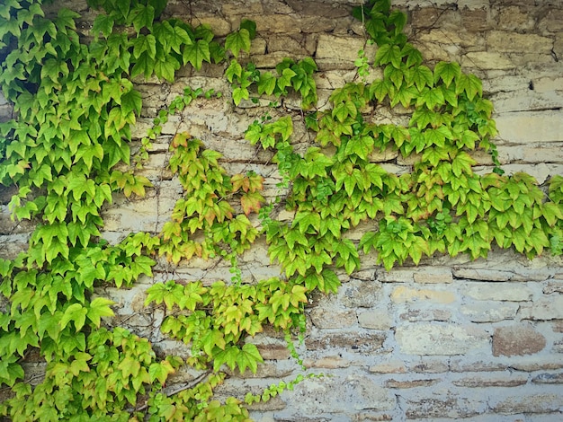 Foto l'edera cresce sul muro.