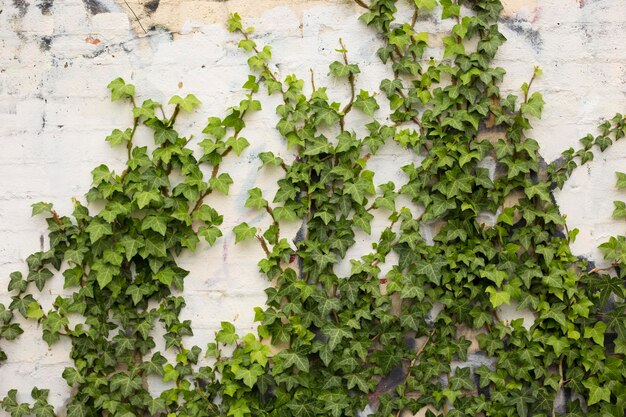 Photo ivy growing on wall