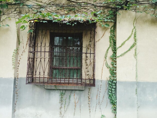 Ivy growing on window of house