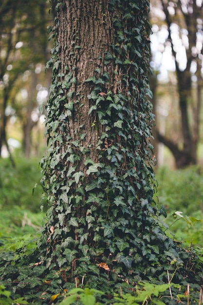 An ivy grows along the tree trunk