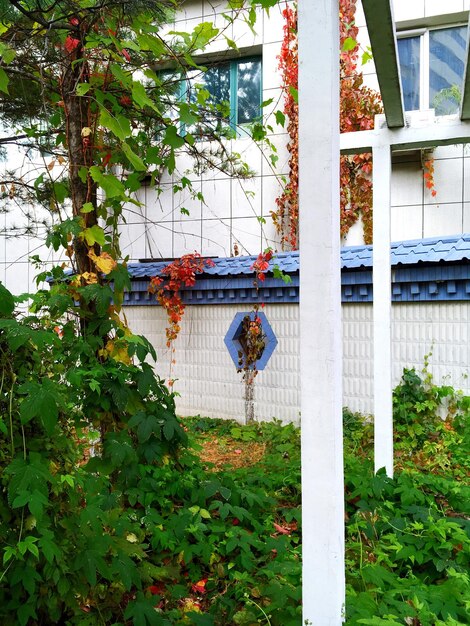 Ivy hanging from tree in greenhouse