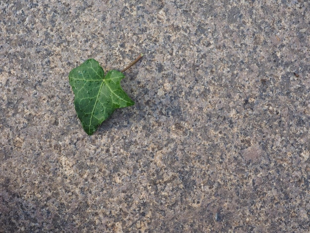 Ivy Hedera plant leaf