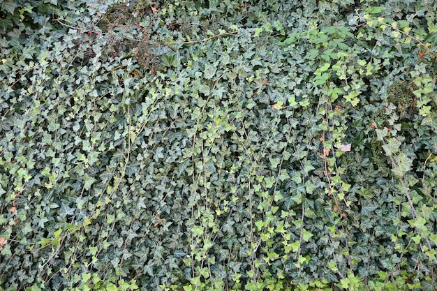 ivy hedge floral background